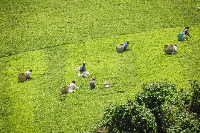 Private Day Trip to Kiambethu Tea Farm in Limuru from Nairobi - Who will enjoy Kiambethu most