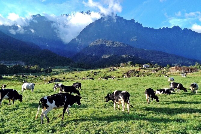 Private Desa Dairy Farm, Kinabalu National Park, Hot Spring & Canopy Walk Tour - Desa Dairy Farm and the Mount Kinabalu view