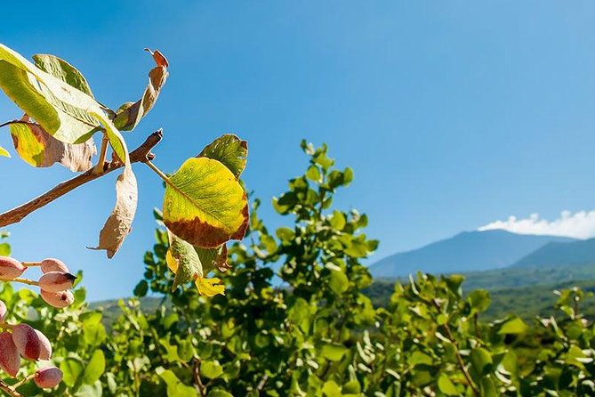 Private Etna tour and pistachio lunch in a pistachio farm - What the private guide adds