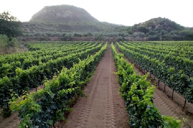 Private Excursion to Ancient Olympia - bee farm & winery - Klio’s Honey Farm and the taste of home