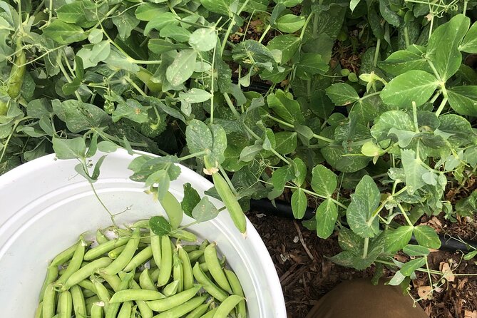 Private Farm Workshop in Napa Valley - Turning farm lessons into home-garden advice