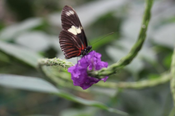 Private Full-Day Mindo Cloud Forest,Butterfly Farm, Chocolate Tour bird watching - From Quito to the Equator at 8:00 a.m.