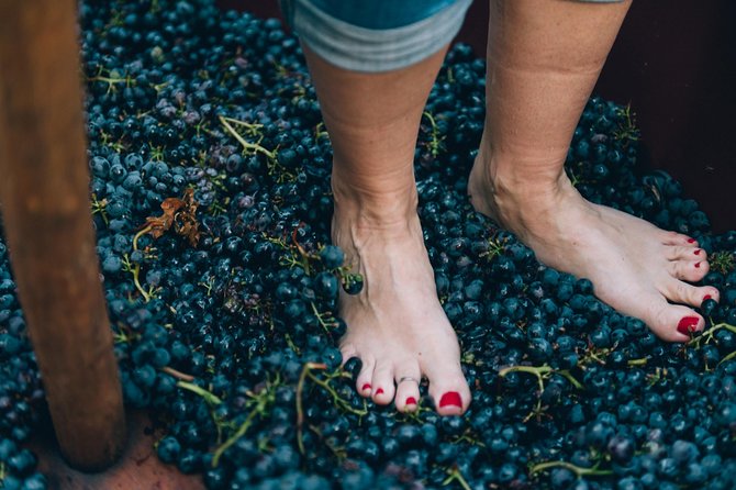 Private Grape stomping at Chianti Farmhouse - Four Wines, Grappa, and Olive Oil