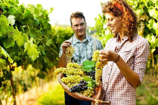 Private Grape stomping at Chianti Farmhouse - Touring the Cellar Dating to 1825