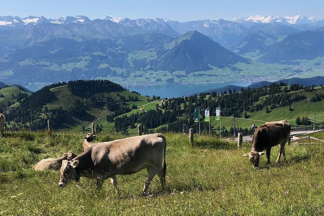 Private Guided Hike on Mt. Rigi with Farm Visit and BBQ - Cruising back to Lucerne by boat