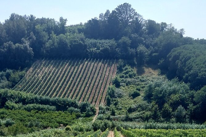 Private Guided Tour to Pisa and local Wine Farm from Livorno port - Should you book this private Pisa and wine farm tour?