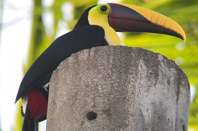 Private Guided Walking Tour in Hacienda Baru TICKET NOT included - Why Hacienda Baru makes a good wildlife choice