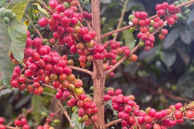 Private Half-Day Tour in Fairview Coffee Farm from Nairobi - The 8:30 a.m. pickup through Karura Forest