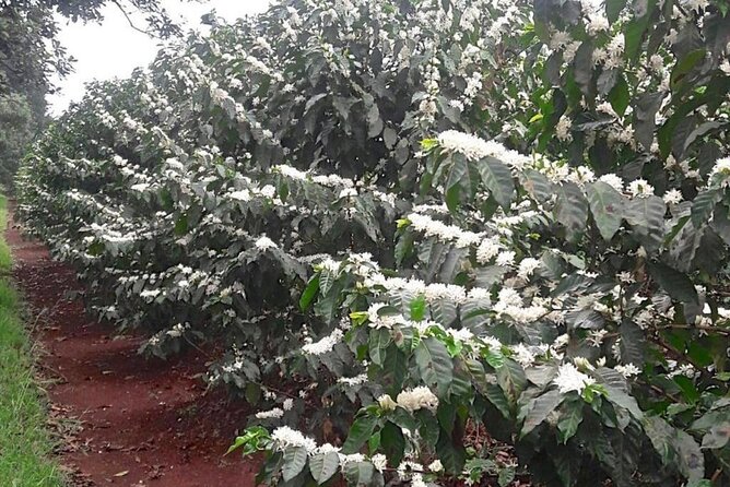 Private Half-Day Tour in Fairview Coffee Farm from Nairobi - Drying, processing, and the road to the final product