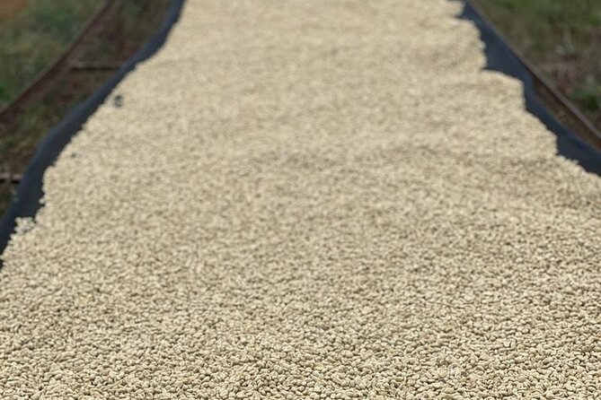 Private Half-Day Tour in Fairview Coffee Farm from Nairobi - Tasting different grades and varieties