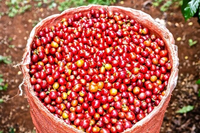 Private Half-Day Tour in Fairview Coffee Farm from Nairobi - Buying farm coffee before heading back