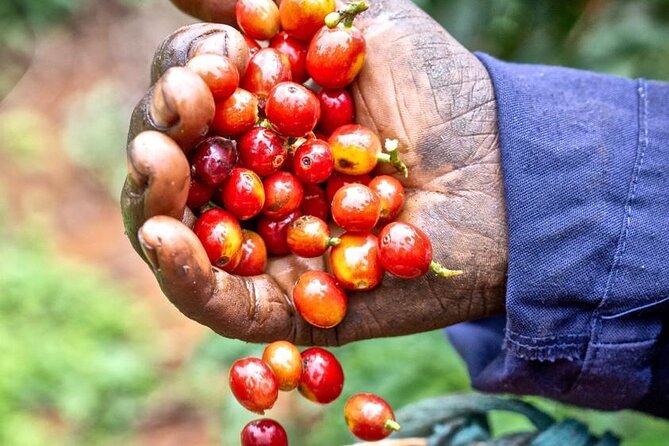 Private Half-Day Tour in Fairview Coffee Farm from Nairobi - Arriving at the estate and getting the farm story