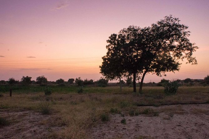 Private Jaisalmer Rural Farm Tour - Chai, lassi, and time under the trees