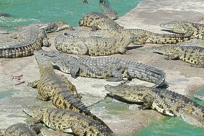 Private Le Cape Animal Farms Full Day Tour - Key points to know before booking