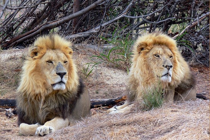 Private Le Cape Animal Farms Full Day Tour - A full animal day beyond Cape Town