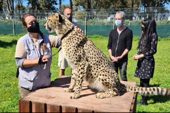 Private Le Cape Animal Farms Full Day Tour - Cheetahs and monkeys: confirm the actual route