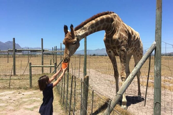 Private Le Cape Animal Farms Full Day Tour - What private touring adds