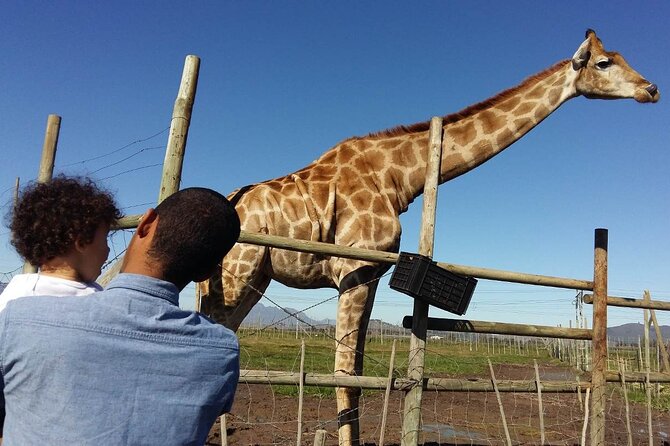Private Le Cape Animal Farms Full Day Tour - Meeting Gerry at Giraffe House