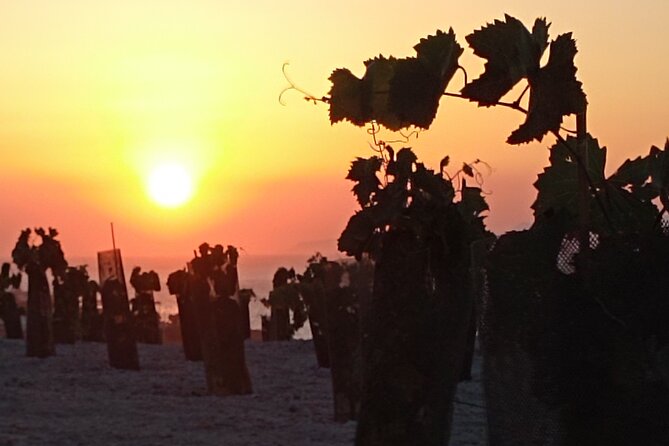 Private Olive Oil tasting & Liqueur experience - Getting to Koloumpos and planning the visit