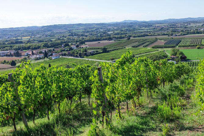 Private tastings at the Colombina Agricultural Company - Private format, timing, and who will enjoy it