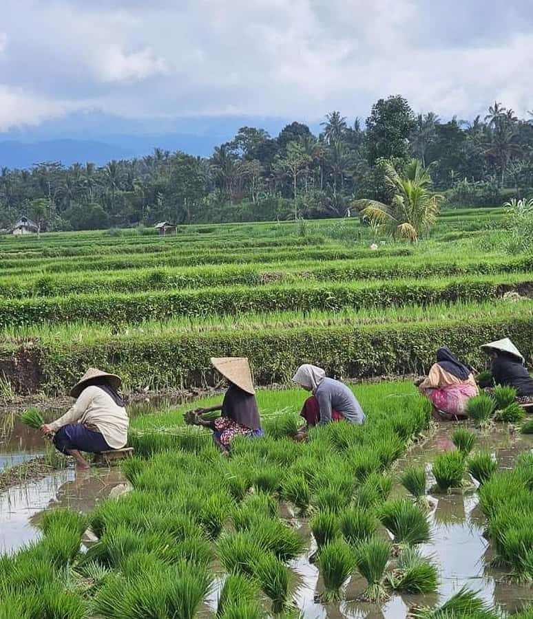 Private Tetebatu Nature Tour with Rice Terraces - What the $27 price really covers