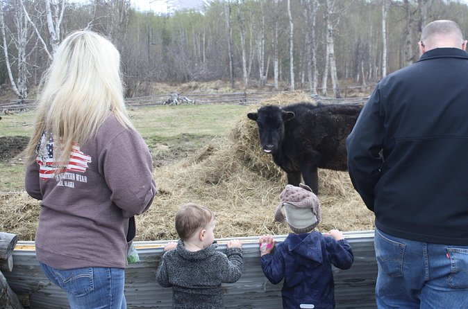 Private Tour at Historic Alaska Dairy Farm - Bottle-feeding baby calves in the morning