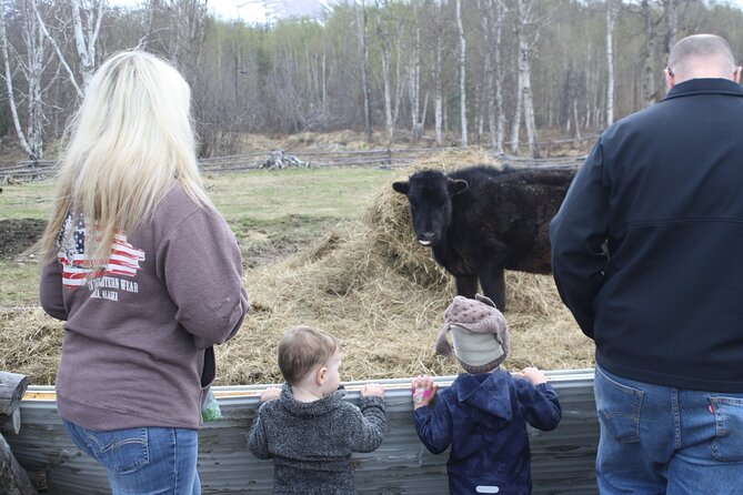 Private Tour at Historic Alaska Dairy Farm - Feeding cows, Icelandic sheep, and rabbits
