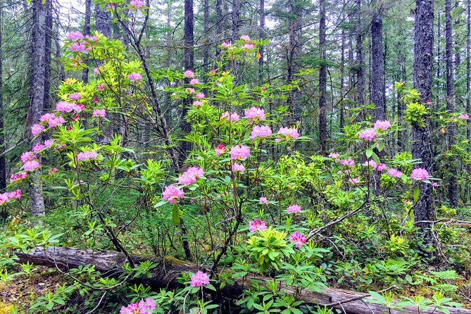 Private Tour at The Hood-Columbia Loop: Timberline, Orchards, and Waterfalls - Lunch and free time in Hood River