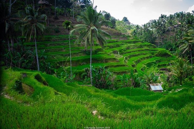 Private Tour: Jatiluwih Rice Terrace,Ulun danu and Banyu Mala Waterfall Tour - A Big Northern Bali Day from Jimbaran