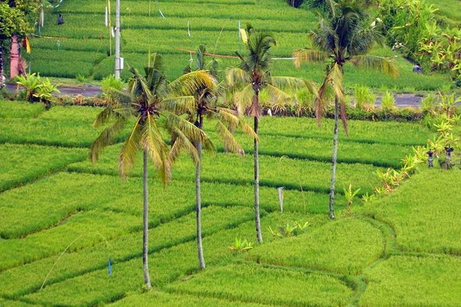 Private Tour: Jatiluwih Rice Terrace,Ulun danu and Banyu Mala Waterfall Tour - Jatiluwih Rice Terraces and the Subak System