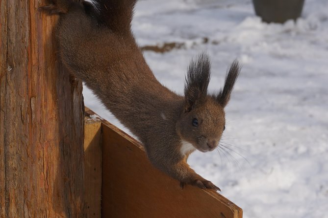 Private Tour: Nami Island& (Alpaca World 'or' Morning Calm)&Lunch - The value of private transport from Seoul