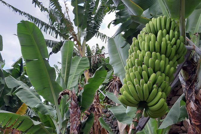 Private Tour of Banana Farm from Funchal - Key points to know before booking