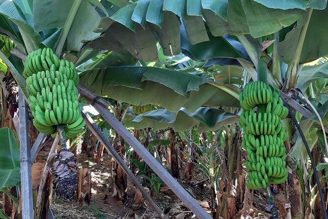 Private Tour of Banana Farm from Funchal - Why Madeira’s banana farms are worth your time