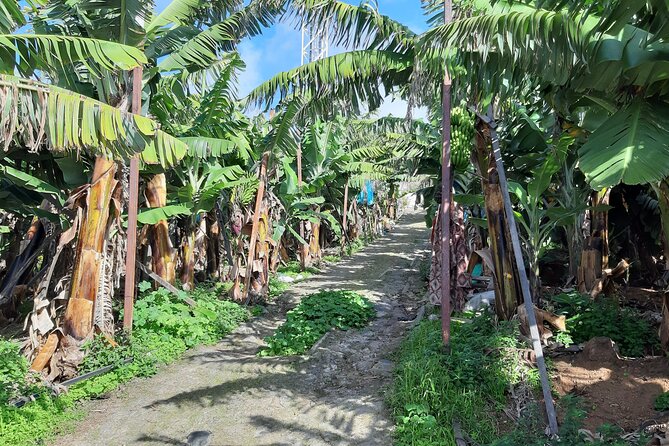 Private Tour of Banana Farm from Funchal - Expect more walking than the duration suggests
