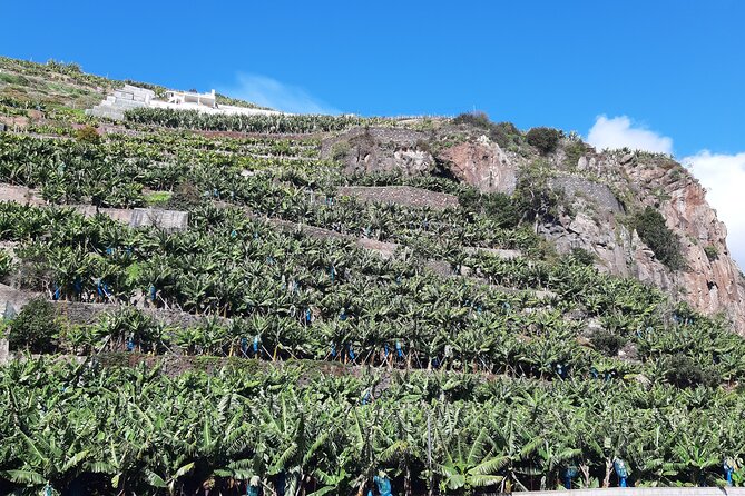 Private Tour of Banana Farm from Funchal - The panoramic viewpoint adds a second side of Funchal