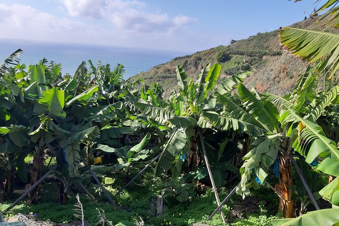 Private Tour of Banana Farm from Funchal - Who will enjoy this private farm outing