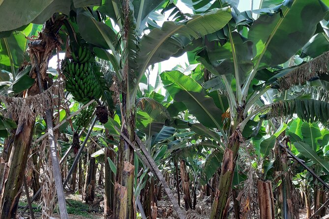 Private Tour of Banana Farm from Funchal - Booking and cancellation details to keep in mind