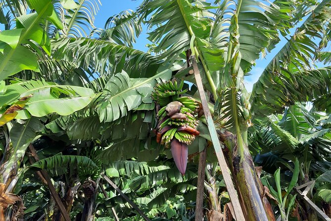 Private Tour of Banana Farm from Funchal - The farm visit: simple, local, and hands-on