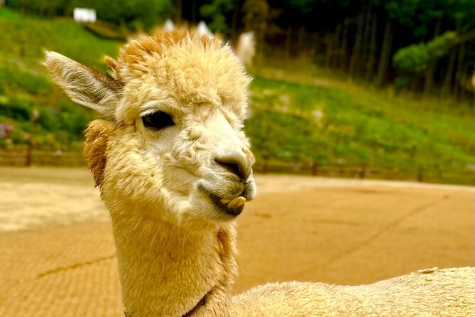 Private Tour to Alpaca world &Nami Island& Railbike with Tickets - Should you book it?