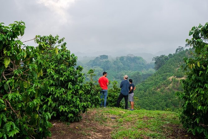 Private Tour to Fairview Coffee Farm in Nairobi with Pickup - What the Fairview Coffee Farm visit is really about
