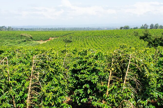Private Tour to Fairview Coffee Farm in Nairobi with Pickup - Watching the roasting work in the coffee lab