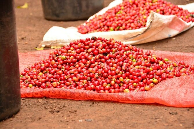 Private Tour to Fairview Coffee Farm in Nairobi with Pickup - What the $110 price covers