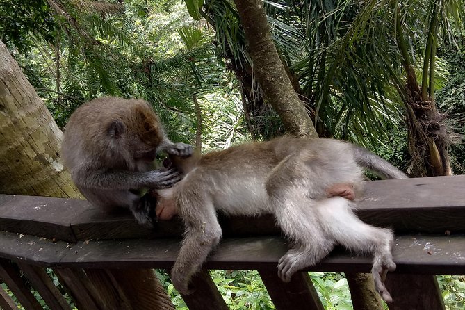 Private Tour to Sumampan Waterfall, Monkey forest, Rice terraces and Swing - D Alas Swing, a short photo session