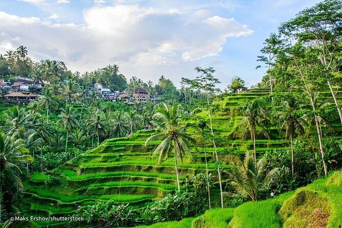 Private Tour to Sumampan Waterfall, Monkey forest, Rice terraces and Swing - Lunch at D Alas Warung, with one detail to confirm