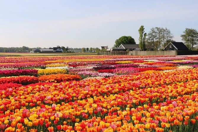 Private Tour to Tulips, Keukenhof, Windmills & Cheese Farm - Tulip Experience Amsterdam and the chance to pick flowers