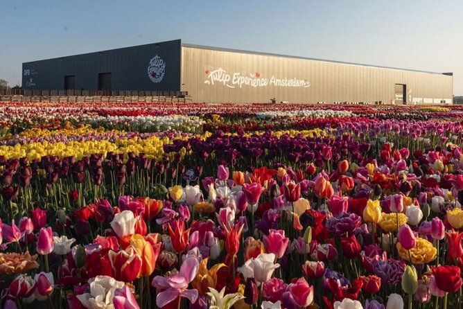 Private Tour to Tulips, Keukenhof, Windmills & Cheese Farm - Zaanse Schans: windmills, wooden shoes, and shopping