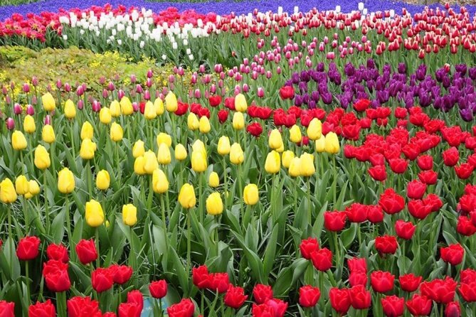 Private Tour to Tulips, Keukenhof, Windmills & Cheese Farm - Three hours inside Keukenhof