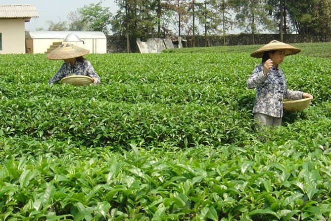 Private Tour: Yao Mountain and Tea Plantation from Guilin - Who will enjoy this Guilin outing most