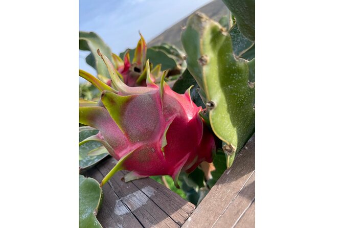 Private Traditional Olive Grove and Dragon Fruit Farm Tour - Key points to know before you go
