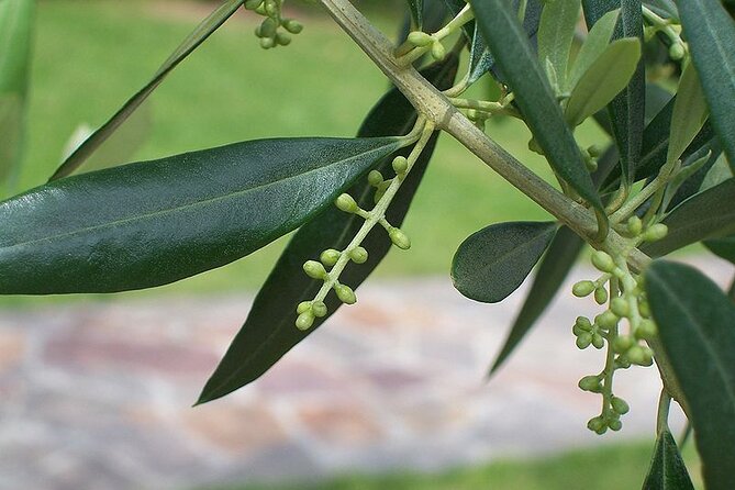 Private Traditional Olive Grove and Dragon Fruit Farm Tour - A small farm visit with a surprisingly generous welcome